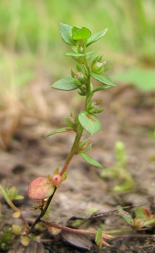 Centunculus minimus